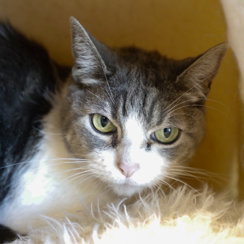 Cece — thumbnail 4