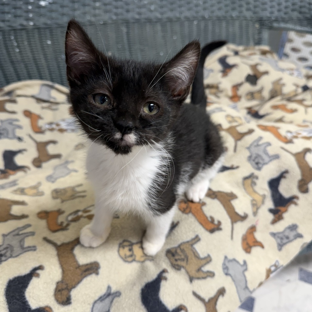 Will, available for adoption