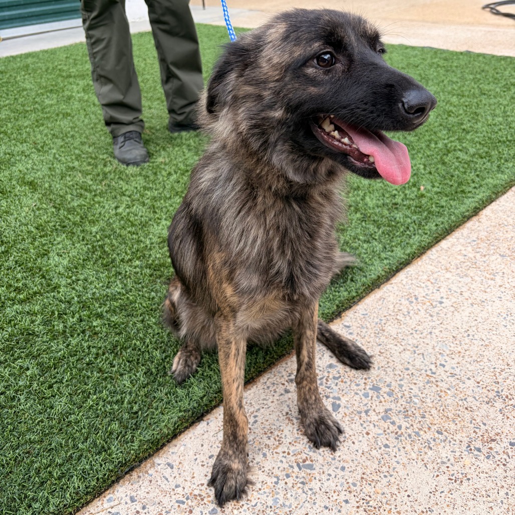 CCAN-A-1498 - Shepherd / Mix available for adoption