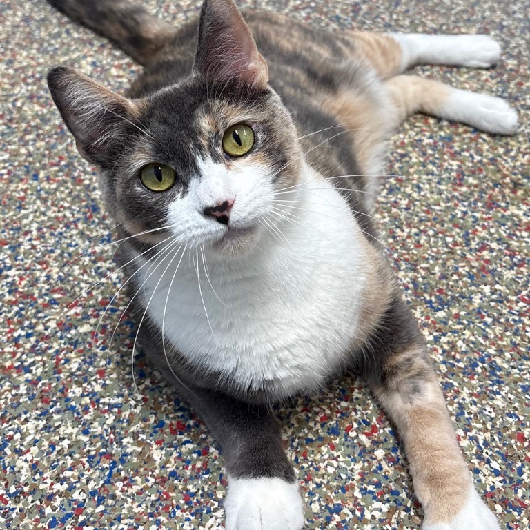 Close-up photo of Rosaline