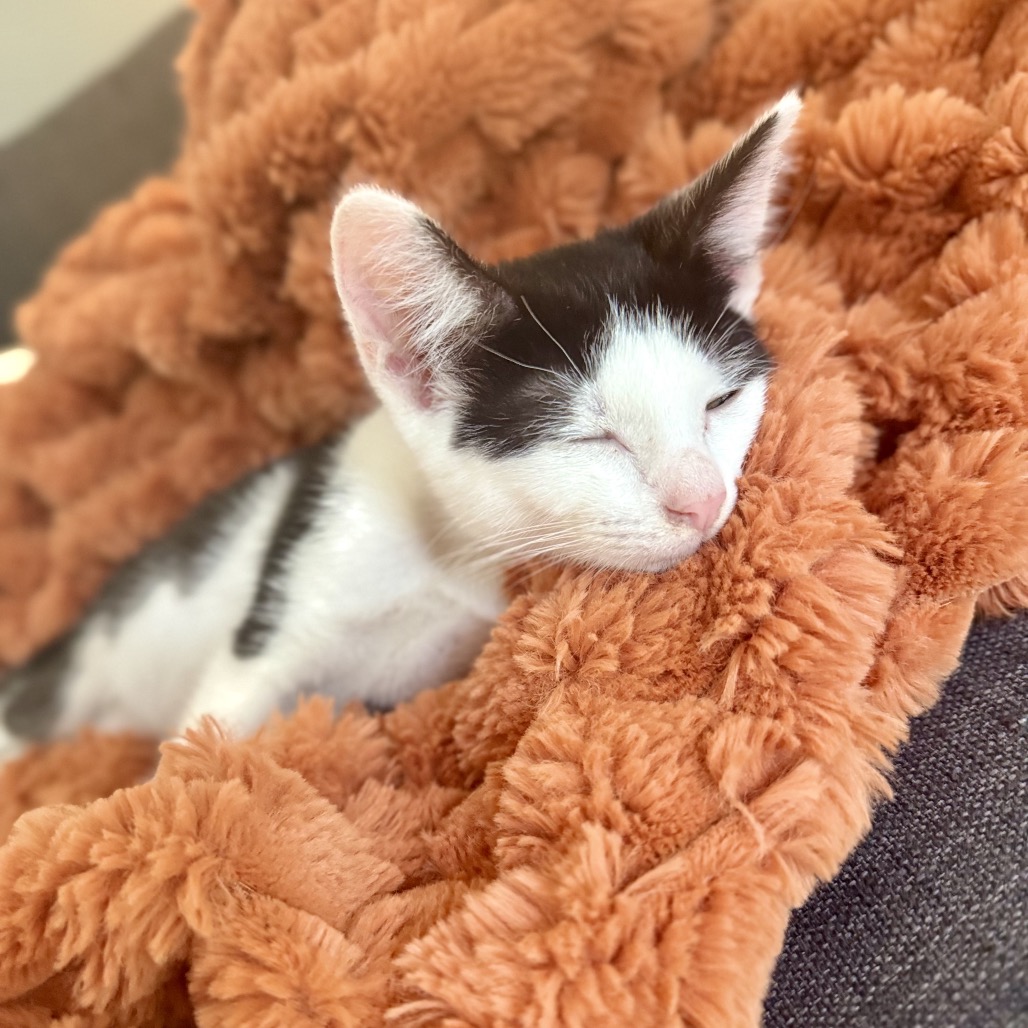 Vanilla, photo 12