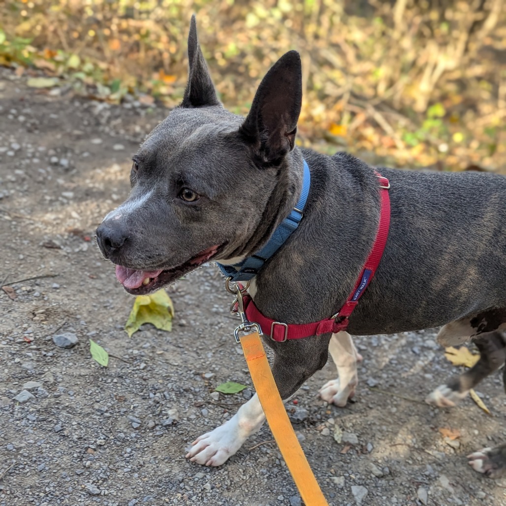 Photo of King Beetle 26