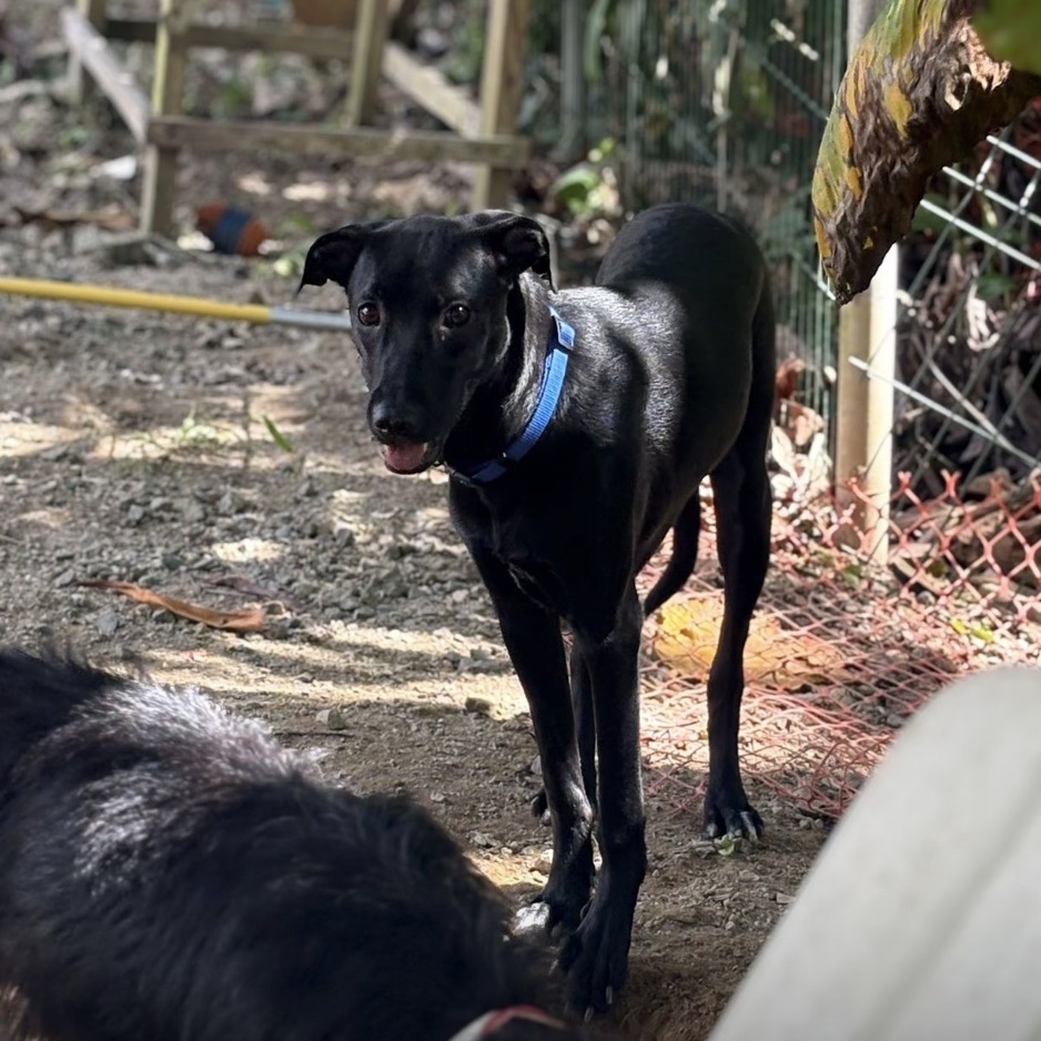 MILEE - Retriever, Labrador / Mix available for adoption