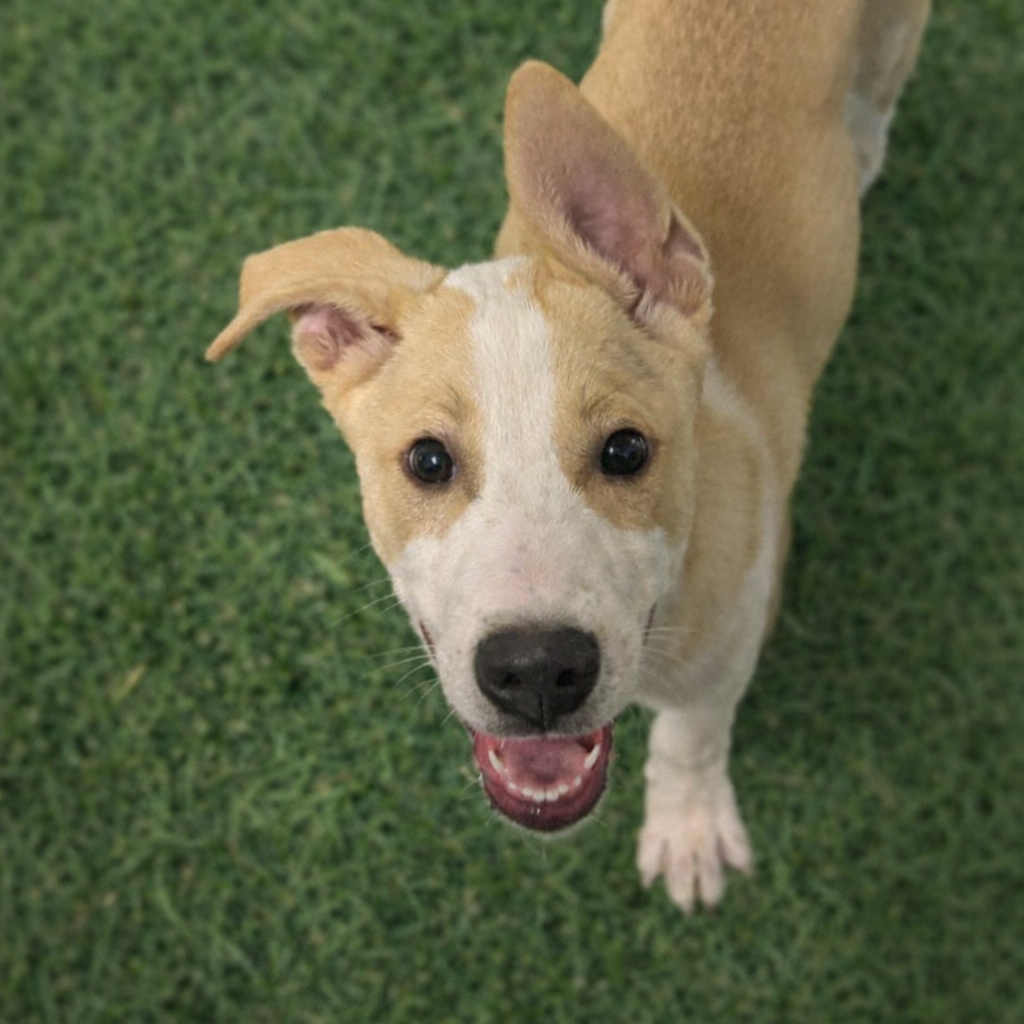 Blizzard — thumbnail 5