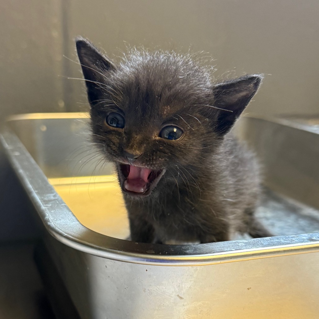 Tusc Stray 84045 2 3