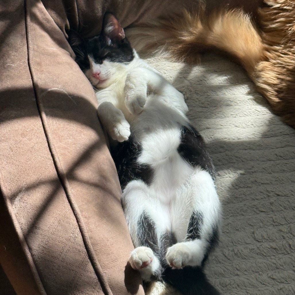 BLISSA - Domestic Shorthair available for adoption