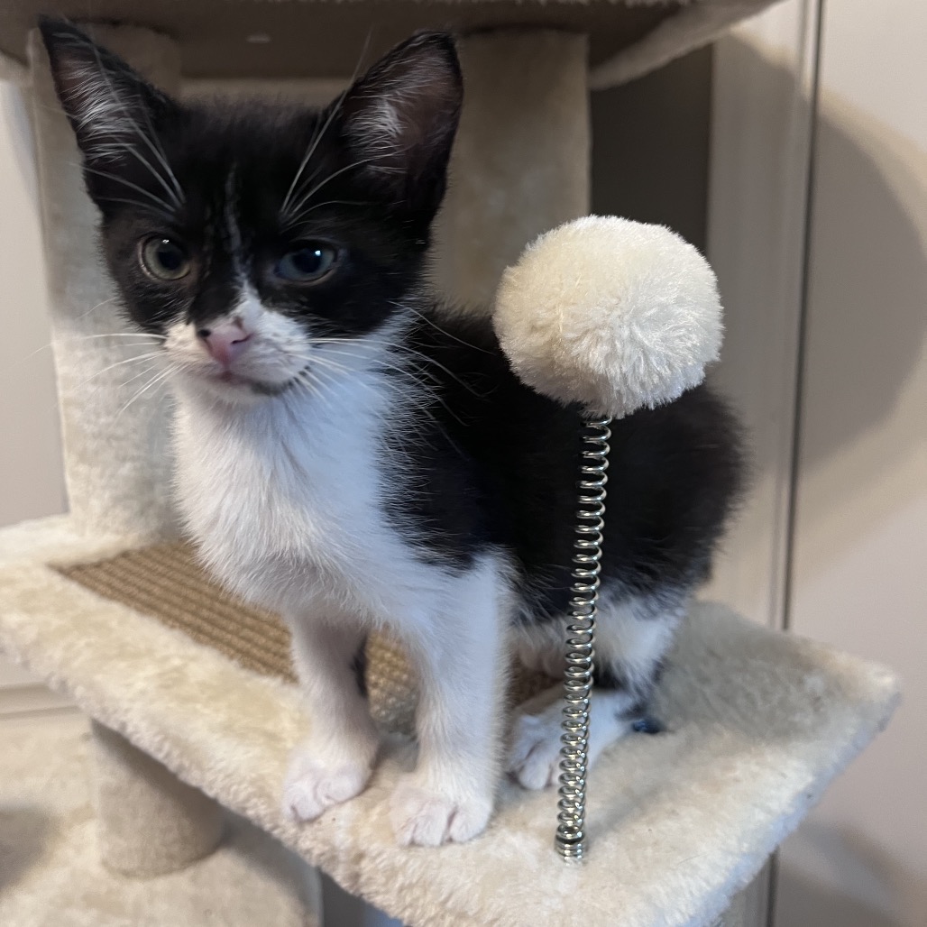 Oreo, photo 2