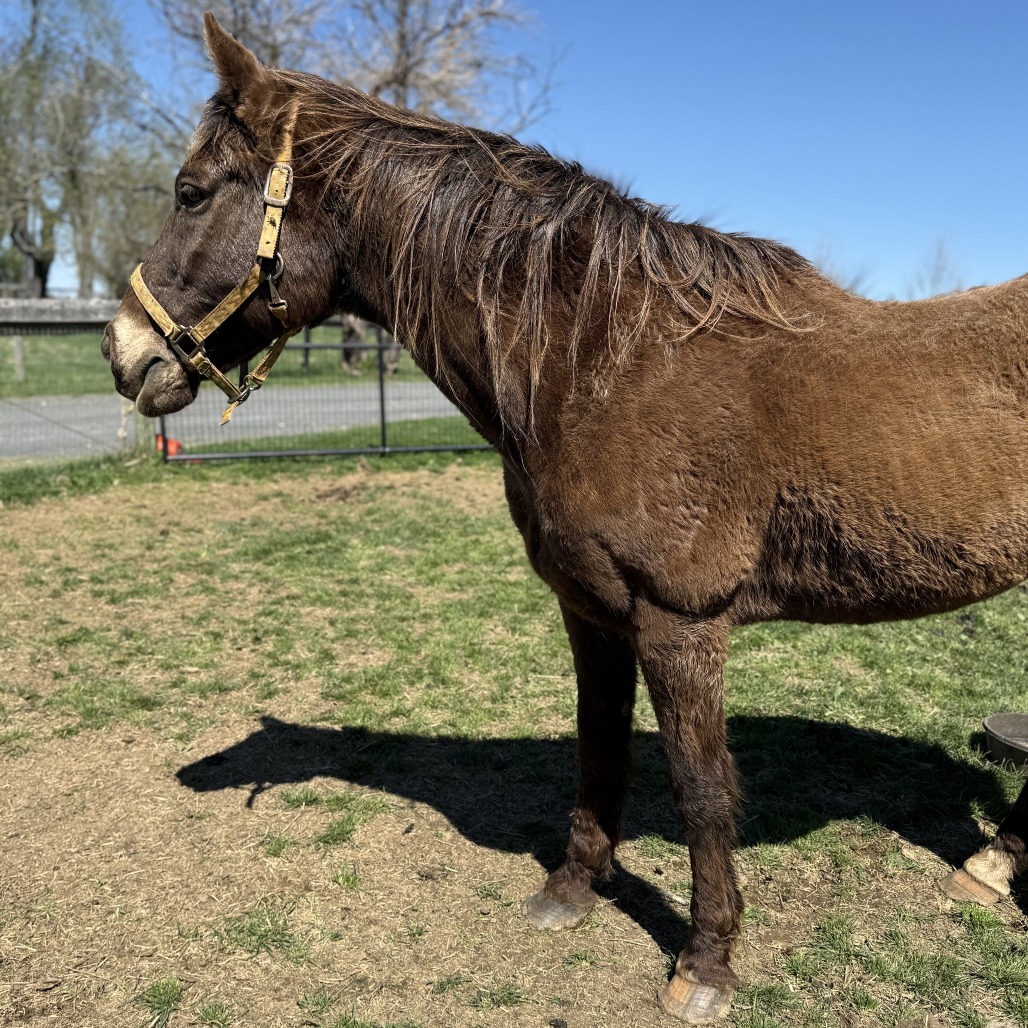 CREW - Pony, Connemara / Thoroughbred available for adoption