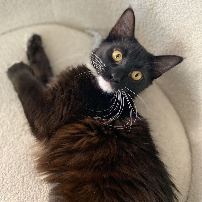LANI - Domestic Medium Hair available for adoption