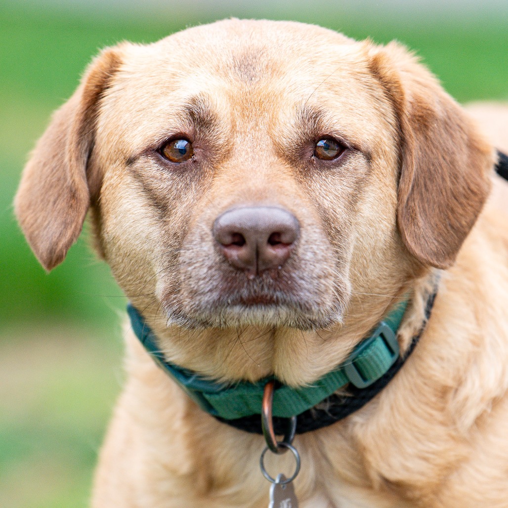 Labrador Retriever