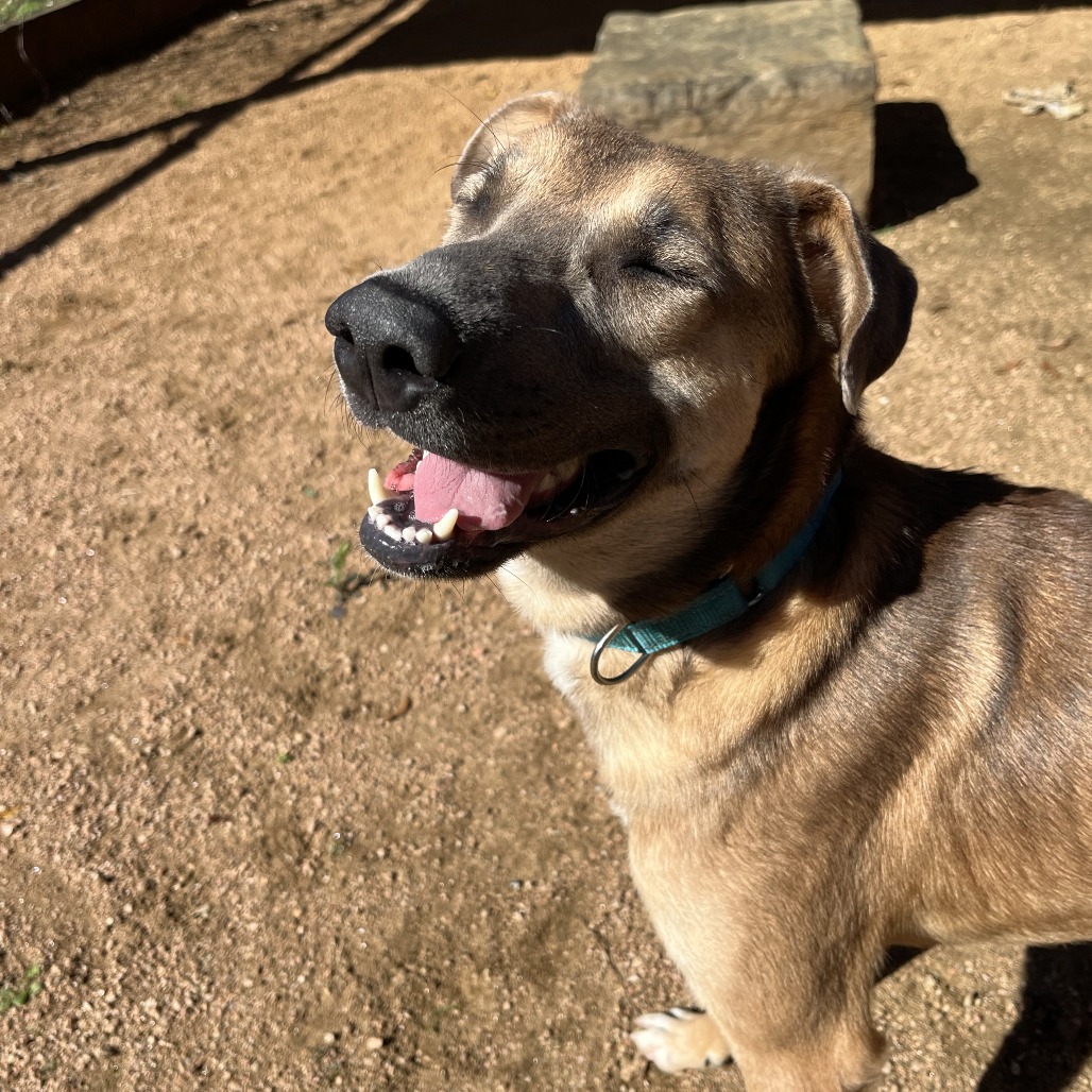 BUDDY - Hound / Mix available for adoption