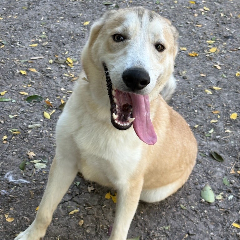 Scout, photo 7