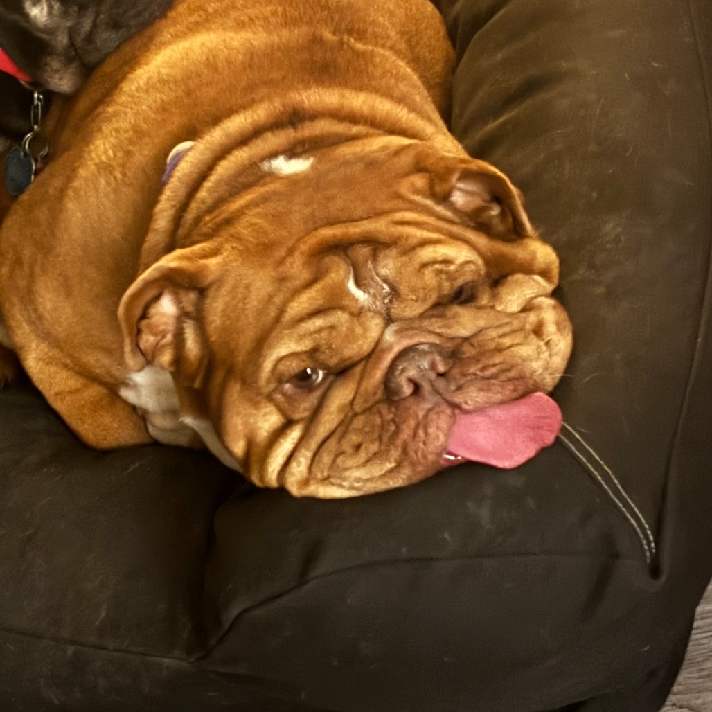 PENNY - Bulldog / English available for adoption