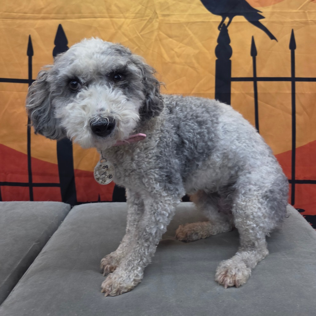 Cici, photo 6