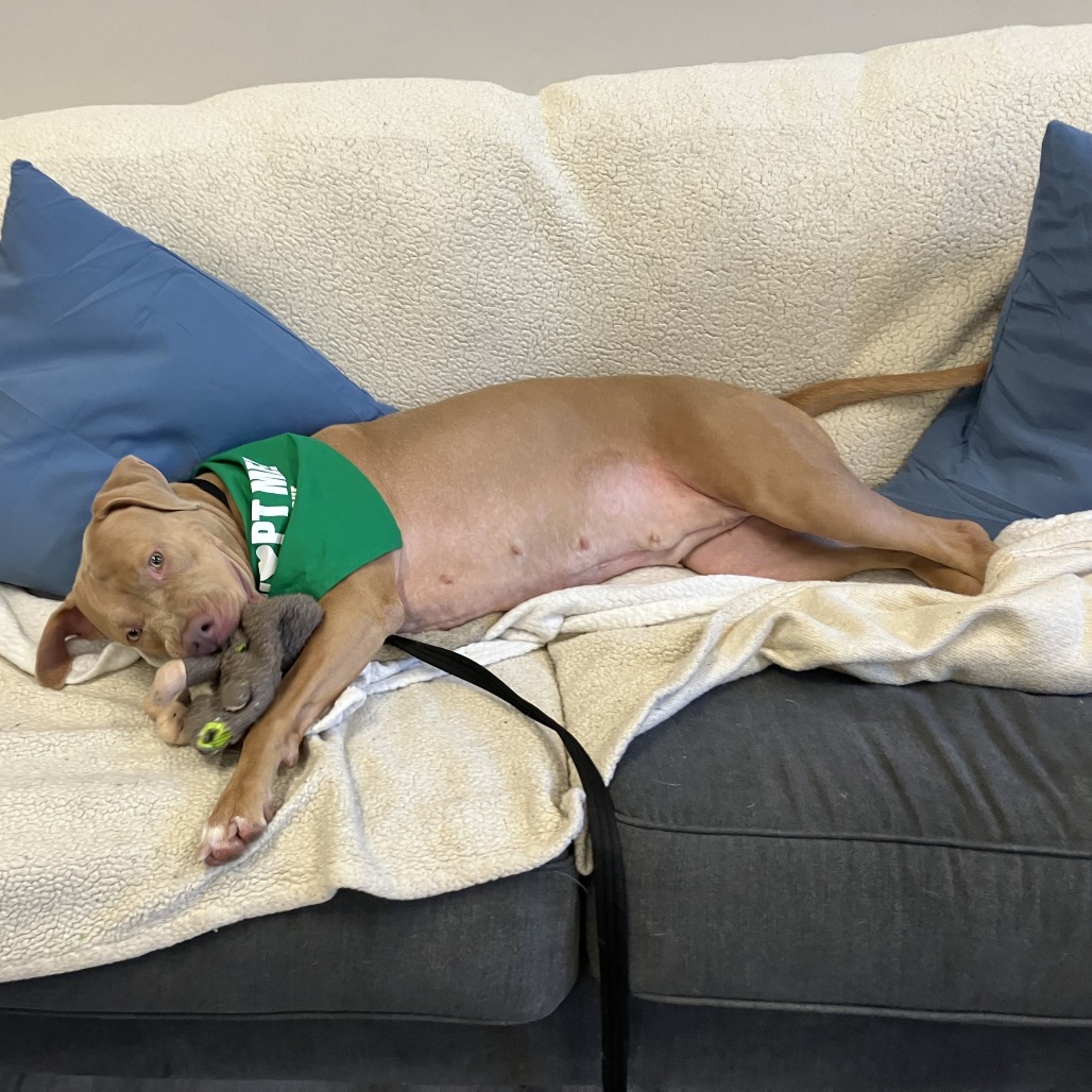 Maeve — thumbnail 5