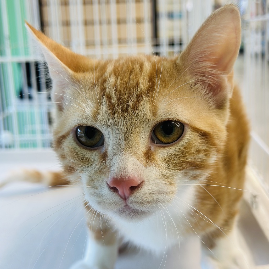 Gordy — thumbnail 4