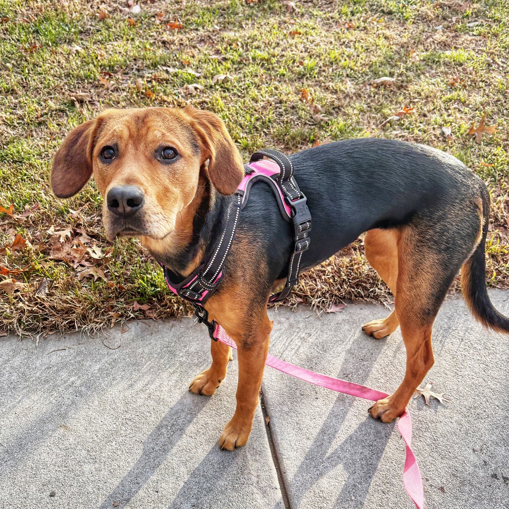 Darla — thumbnail 4