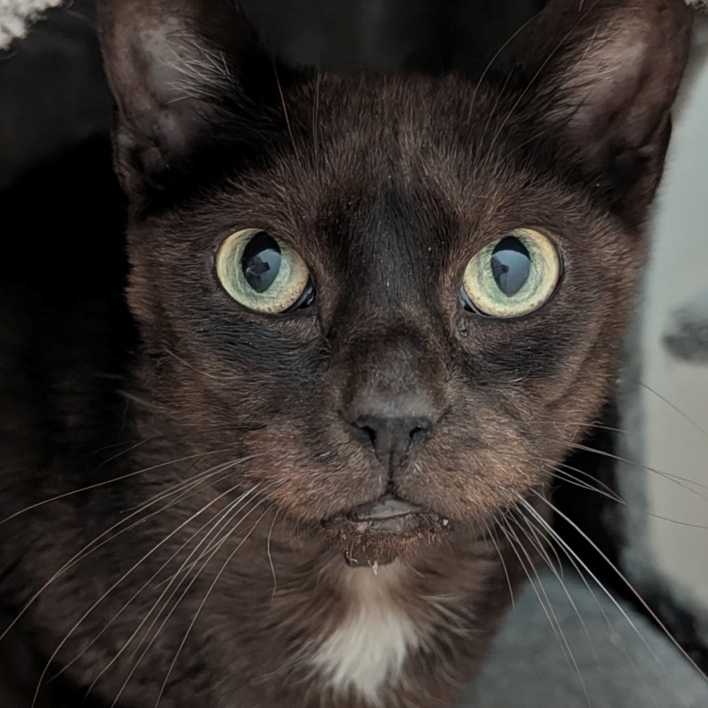 Jessie the Cat