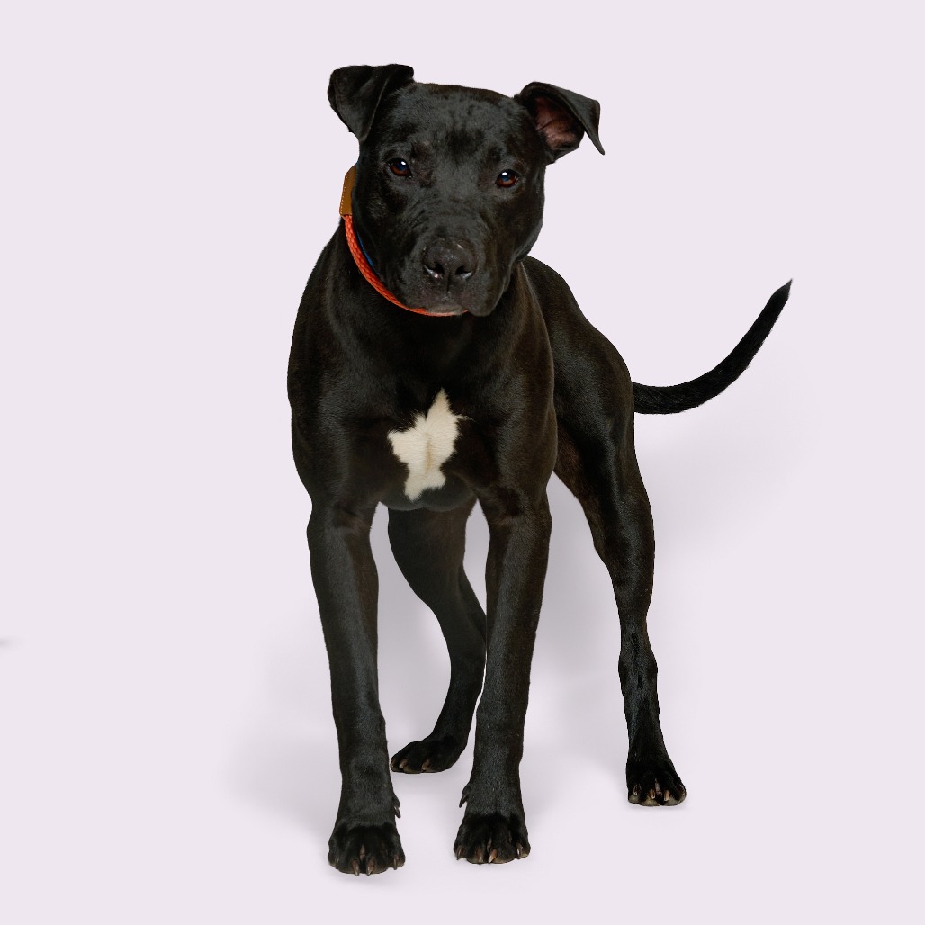 Archie — thumbnail 4