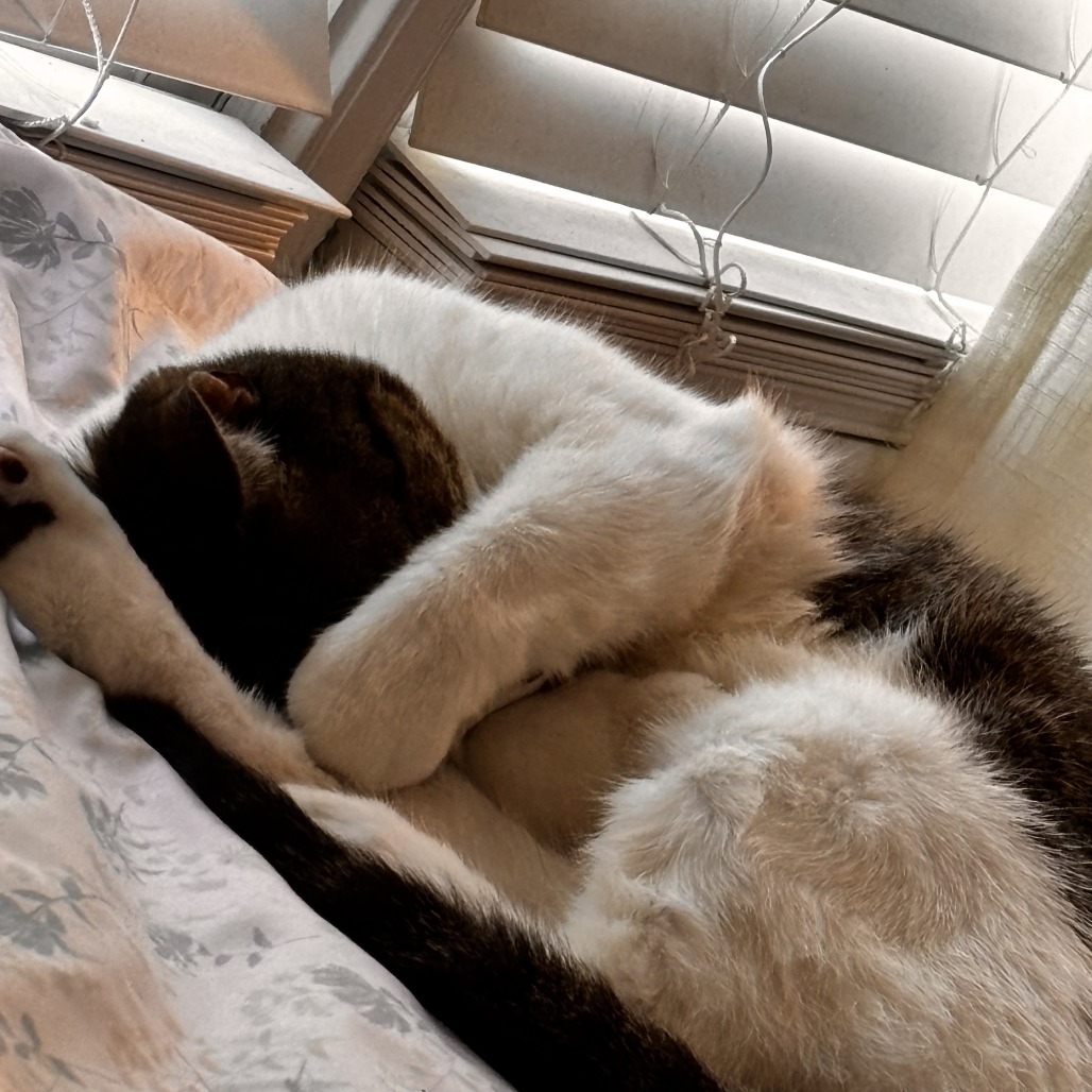 Nala, photo 6