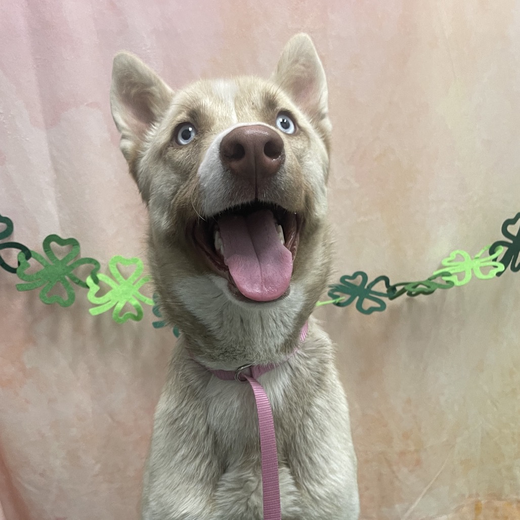 Jupiter — thumbnail 2