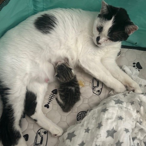 Charlotte picture #4