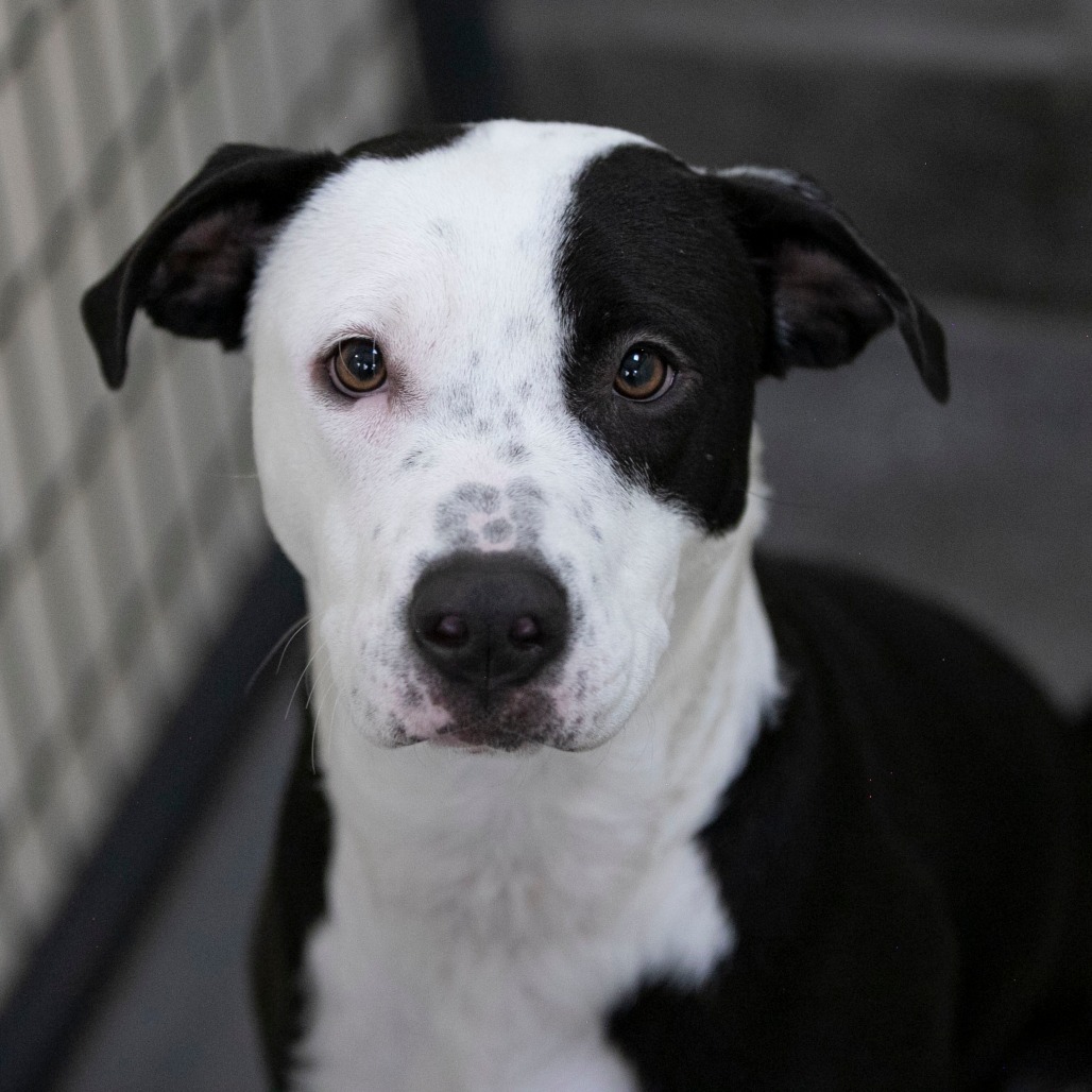 TOMMIE (AG26-45) - Sheepdog / Mcnab available for adoption