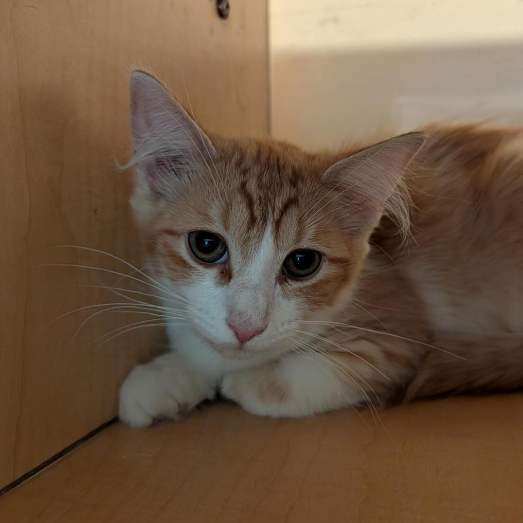 FLUFFERS - Domestic Longhair available for adoption