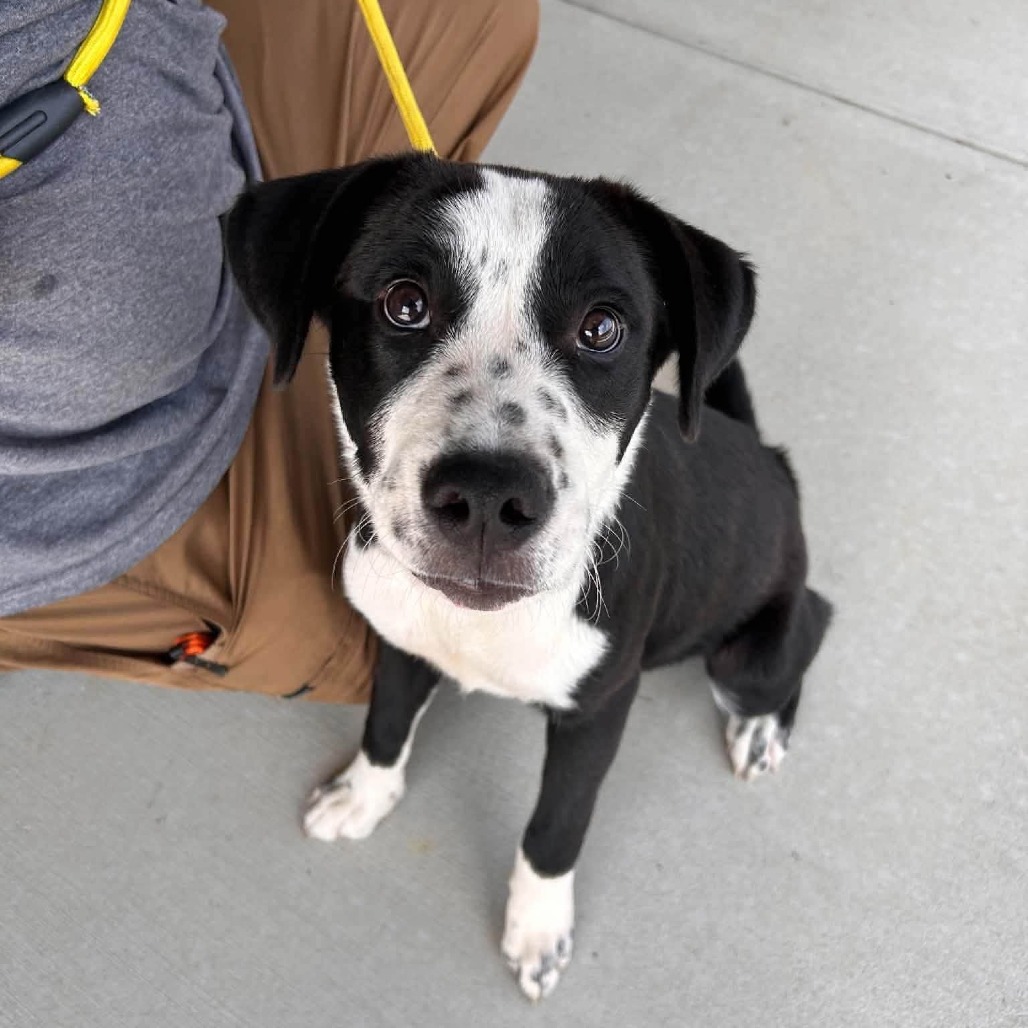 ARLO - Mixed Breed (Medium) available for adoption