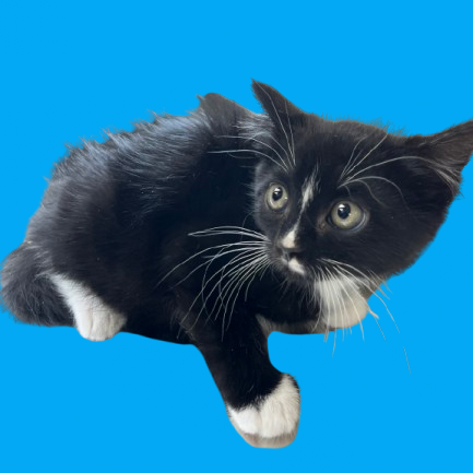 Tusc Stray 82403 2 3