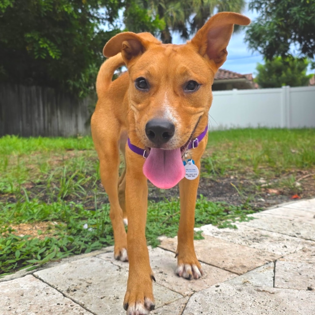 BAILEY - Terrier / Shepherd available for adoption