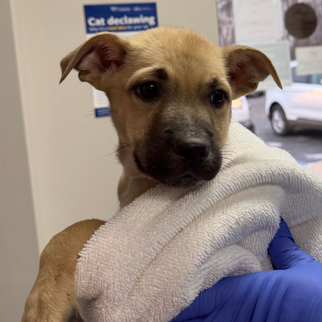 Azher is available for adoption at Humane Society of West Michigan