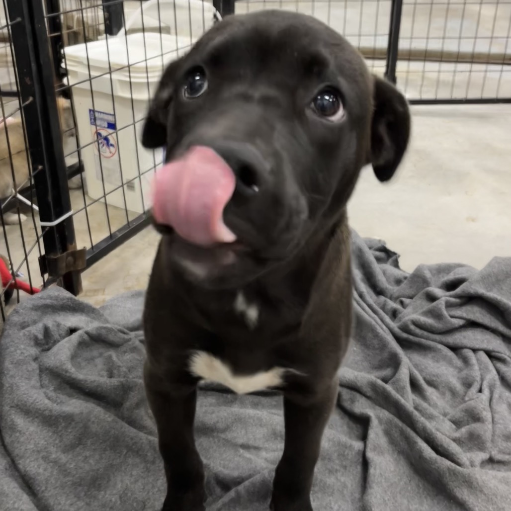 Pit Bull