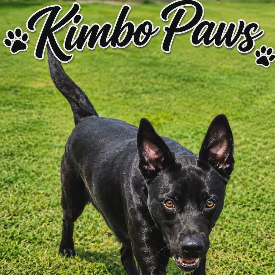 Kimbo Paws photo 3