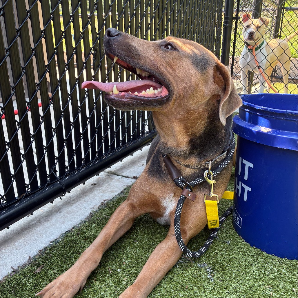 Rusty, photo 3