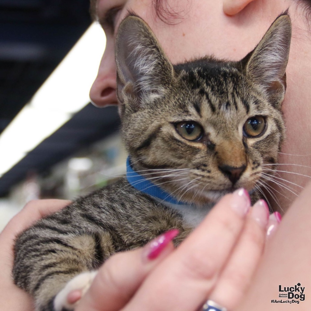 REID - Domestic Shorthair available for adoption