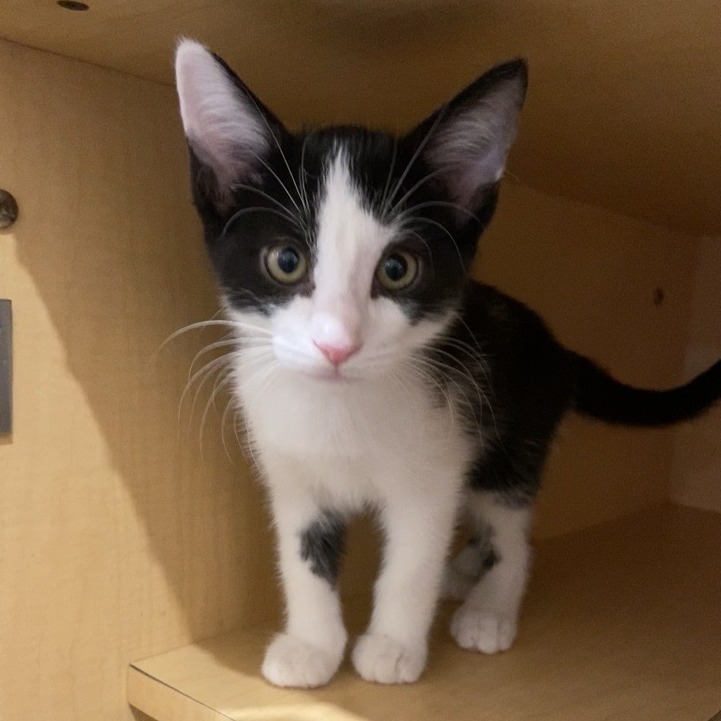 DESERT RAIN FROG - Domestic Shorthair available for adoption