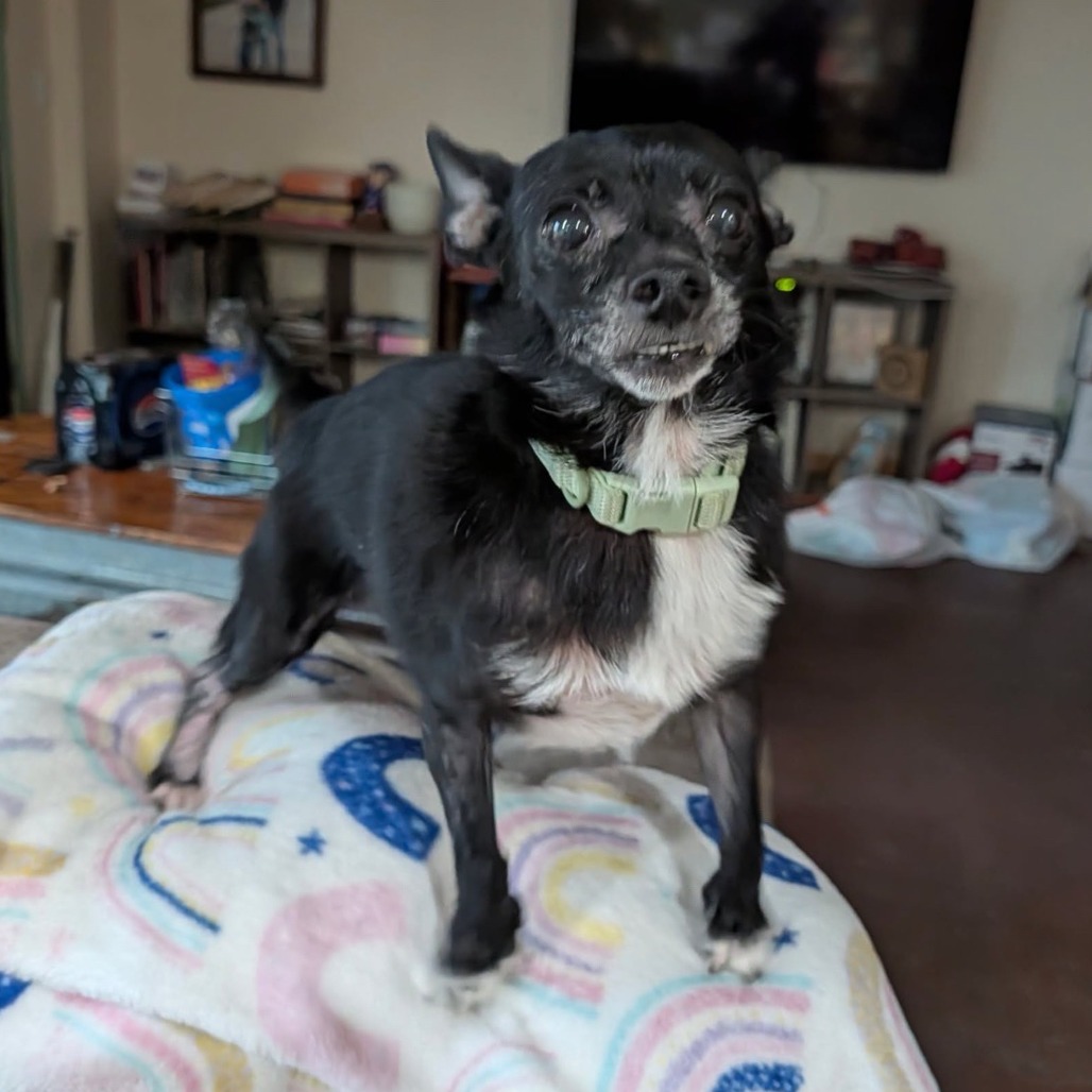 Houdini, photo 2