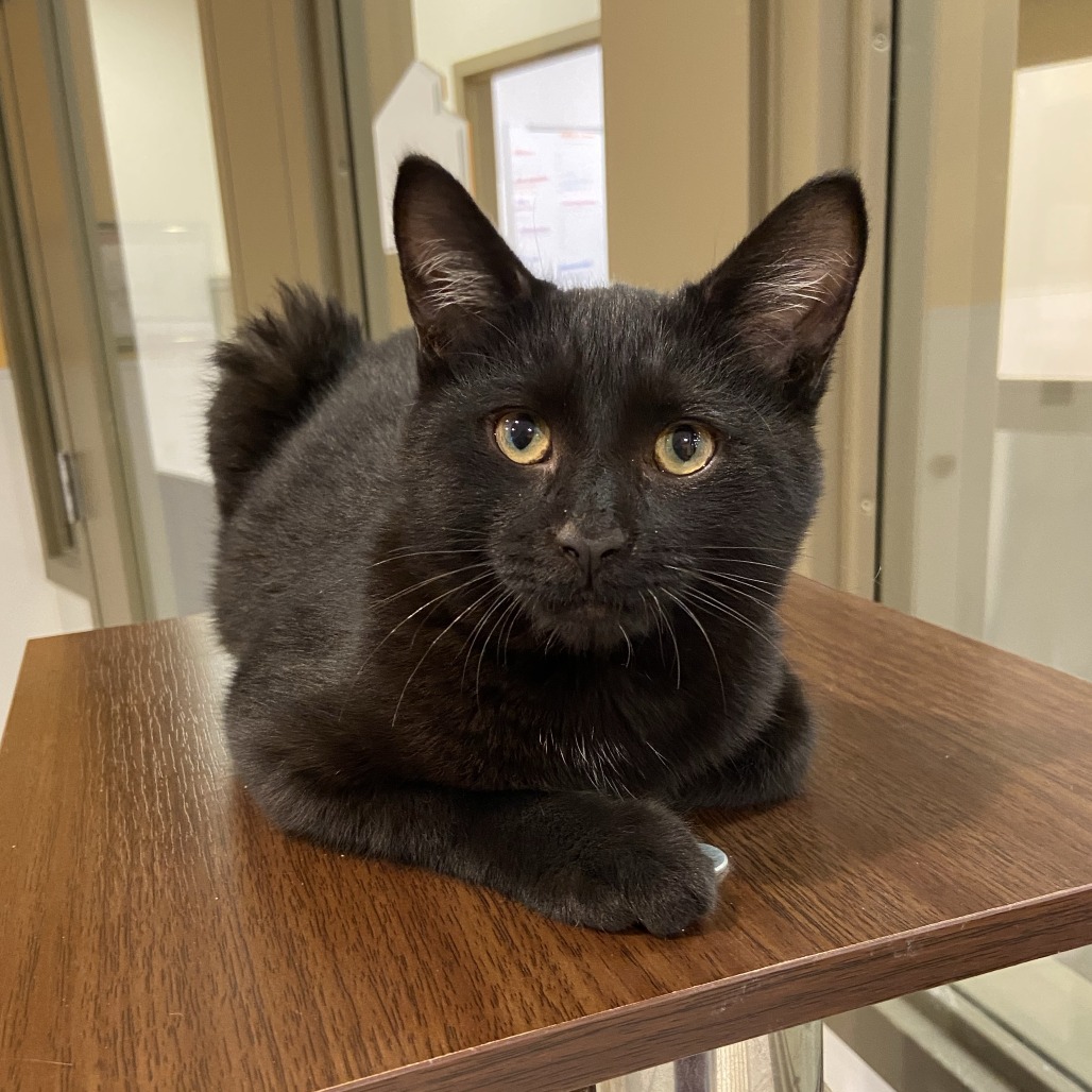 EL TORO LOCO - Domestic Shorthair available for adoption