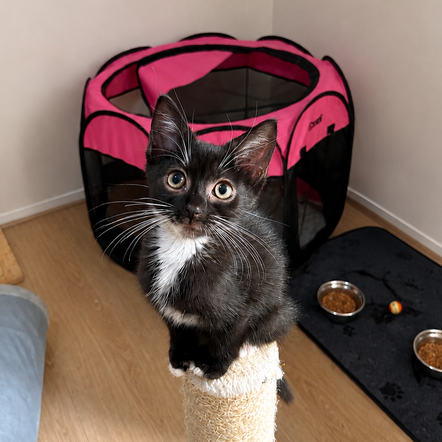 JANE - Domestic Shorthair available for adoption