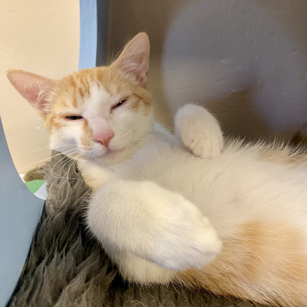 Pollock: Male 5 Domestic Shorthair