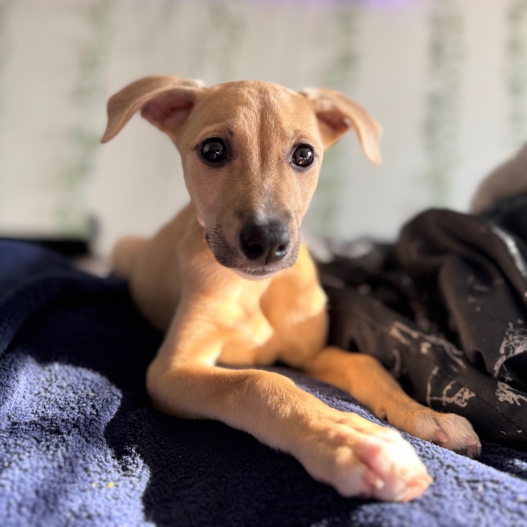 CASHEW - Mixed Breed (Medium) available for adoption