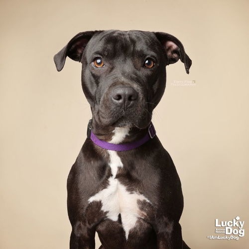 STELLA - Retriever, Labrador / Terrier available for adoption