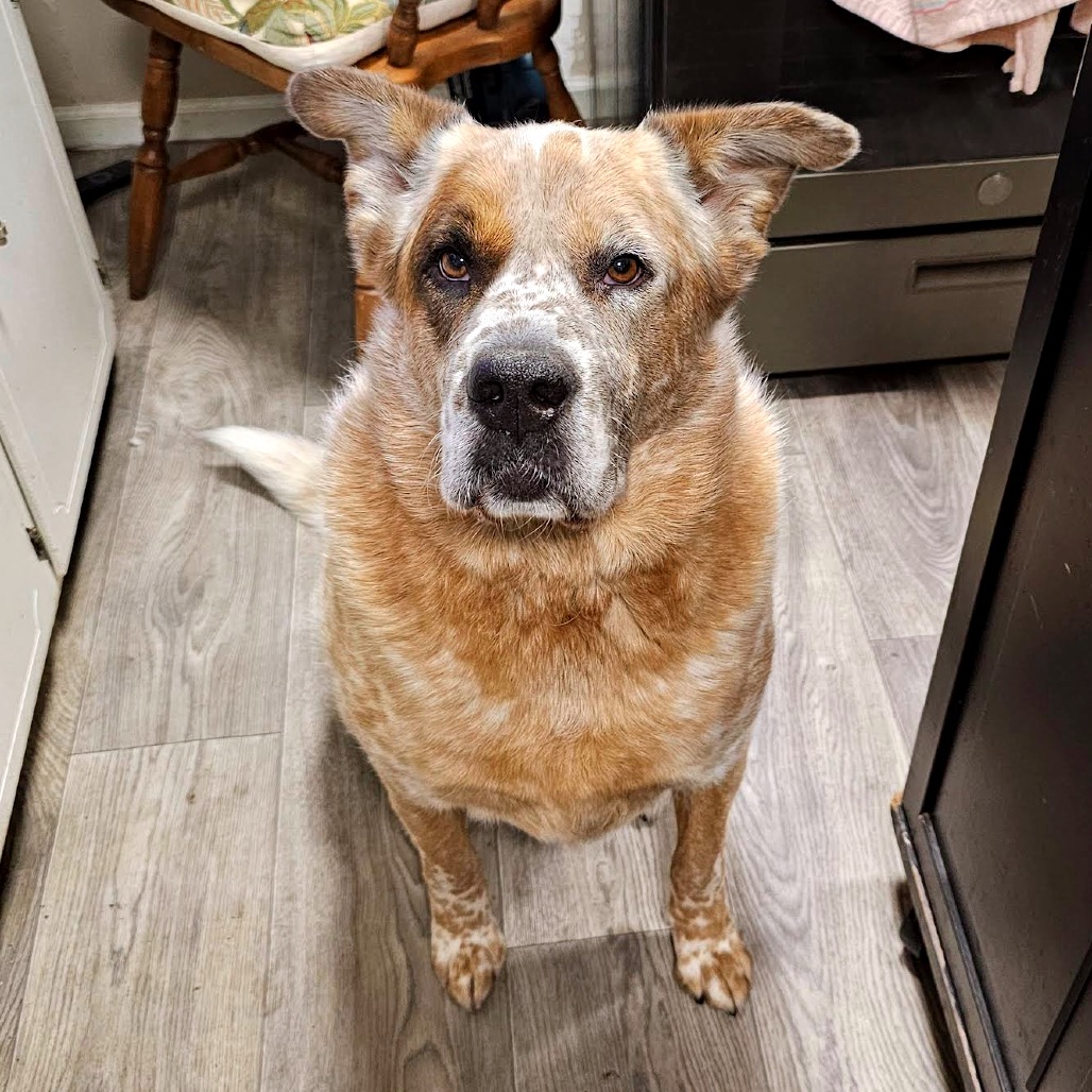 Buddy D11099