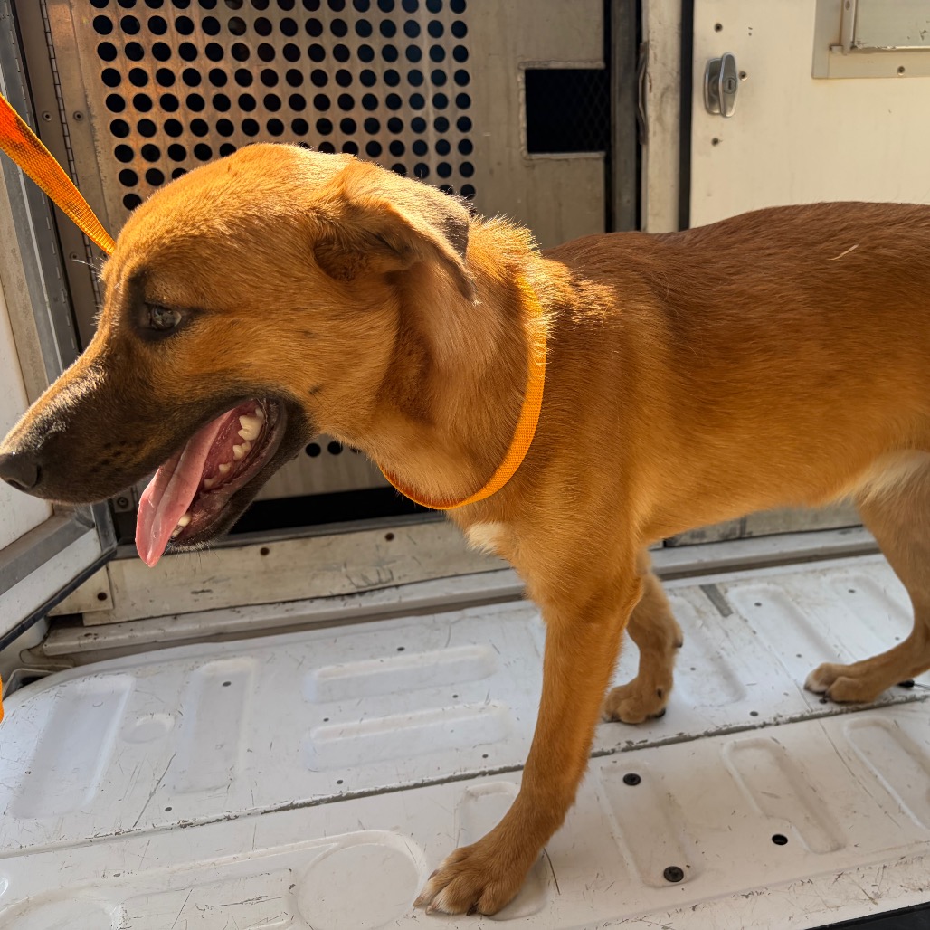 BIRDIE - Shepherd / Mixed Breed (Medium) available for adoption
