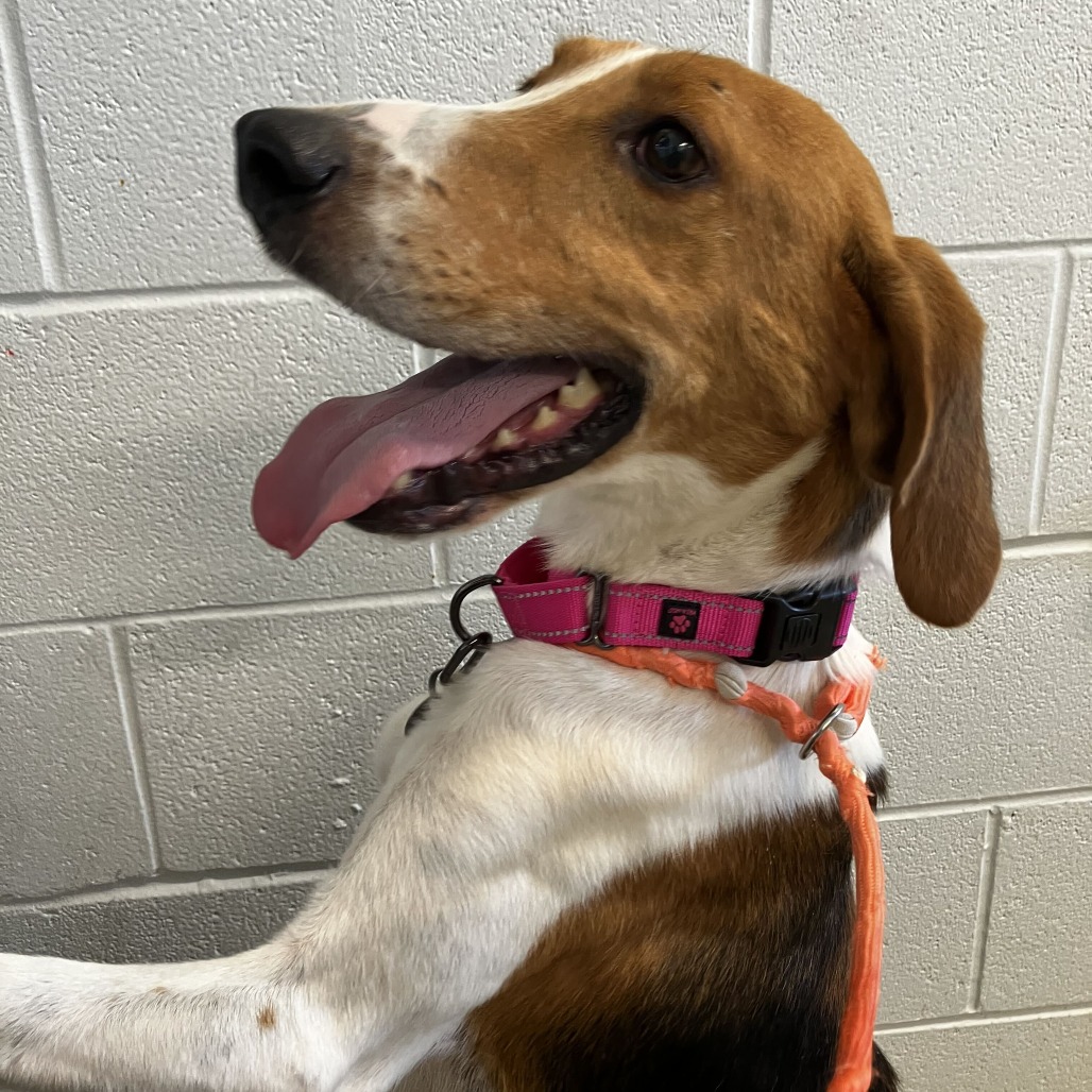LINK - Hound available for adoption