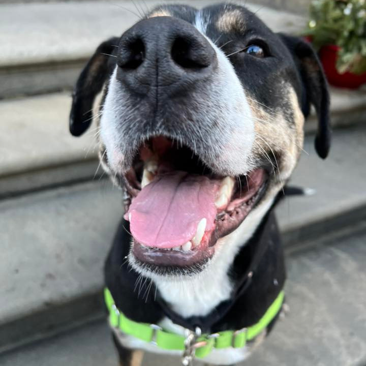 Photo of Swiss Miss 6