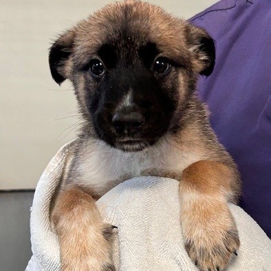 Kennel#25a(BlueCollar) Lou's preview photo