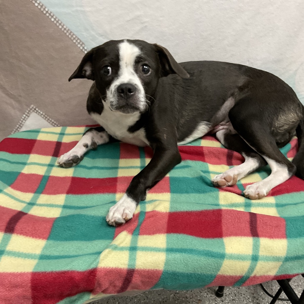 BANJO - Terrier, Boston / Mixed Breed (Medium) available for adoption