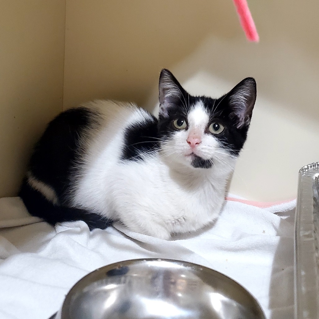 TRISHA - Domestic Shorthair available for adoption